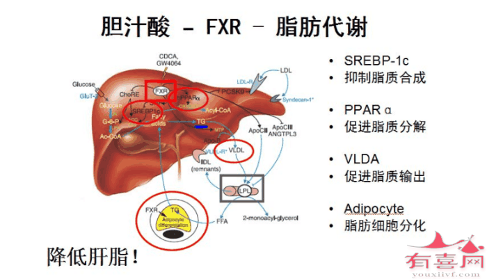 胆汁酸检查怎么做